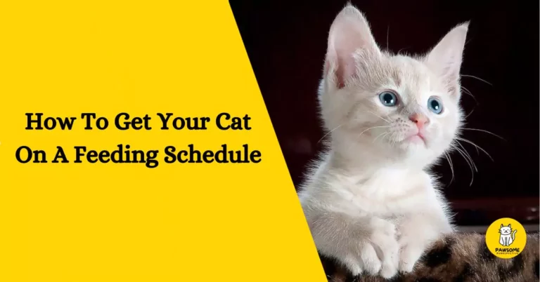 How To Get Your Cat On A Feeding Schedule