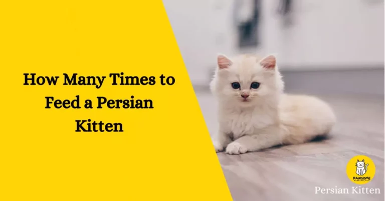 The Ultimate Guide – How Many Times to Feed a Persian Kitten