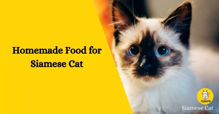 The Ultimate Guide to Homemade Food for Siamese Cat