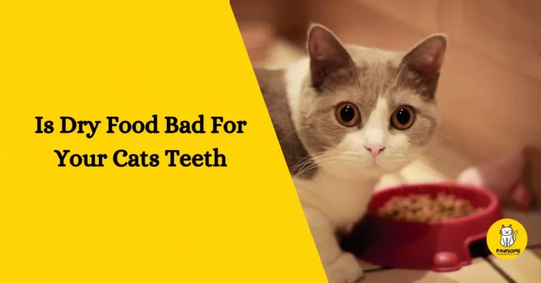 Is Dry Food Bad For Your Cats Teeth – The Ultimate Guide