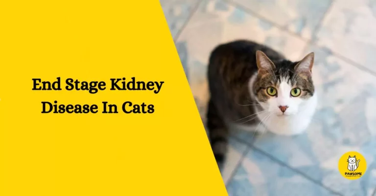 The Ultimate Guide to End Stage Kidney Disease In Cats
