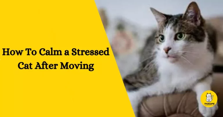 How To Calm a Stressed Cat After Moving?