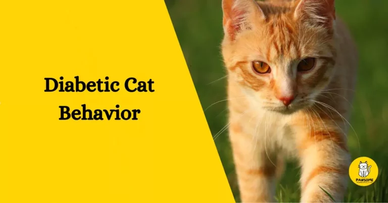 The Ultimate Guide to Diabetic Cat Behavior