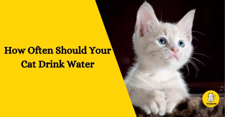 How Often Should Your Cat Drink Water – The Ultimate Guide