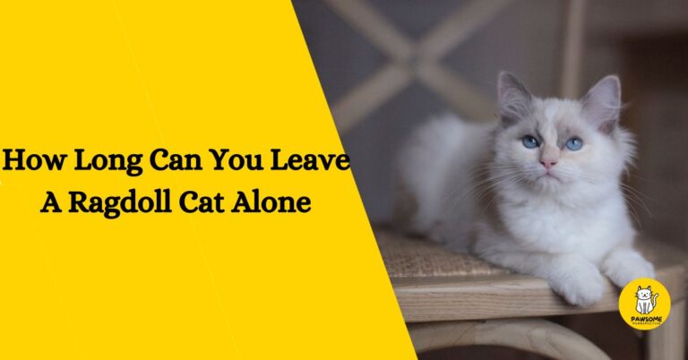 How Long Can You Leave A Ragdoll Cat Alone – Everything You Need to Know