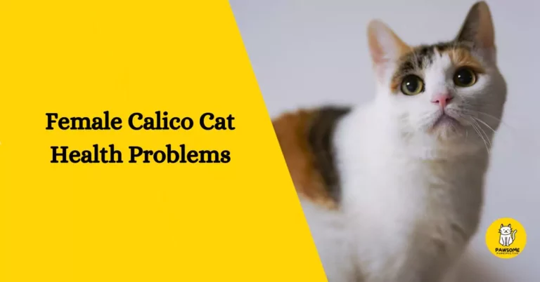 The Ultimate Guide to Female Calico Cat Health Problems
