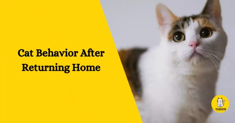 Cat Behavior After Returning Home – Everything You Need To Know