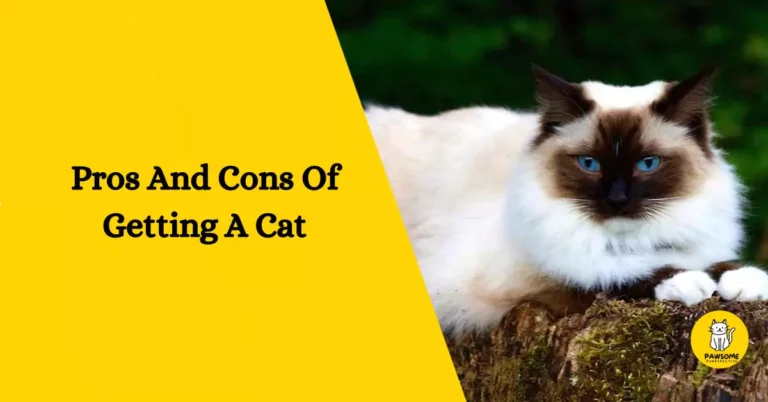 Pros And Cons Of Getting A Cat – The Ultimate Guide