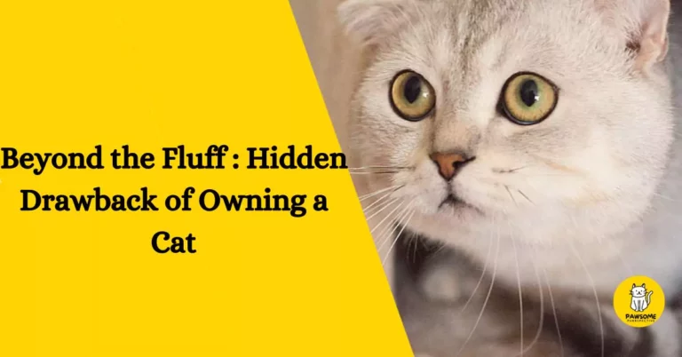 Beyond the Fluff : Hidden Drawback of Owning a Cat