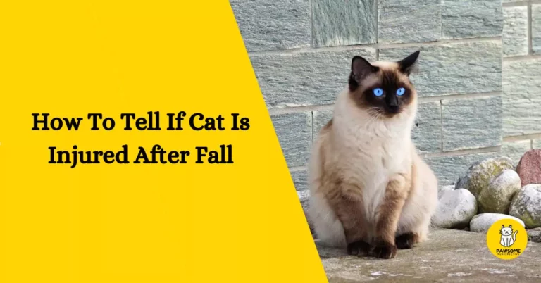 How to Tell If Your Cat Is Injured After a Fall