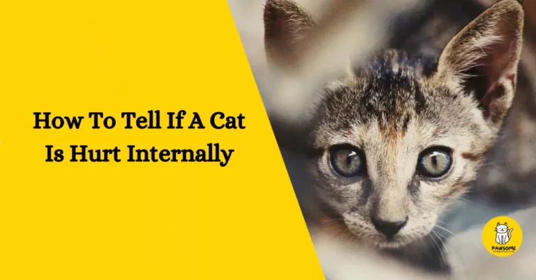 How To Tell If A Cat Is Hurt Internally – The Ultimate Guide