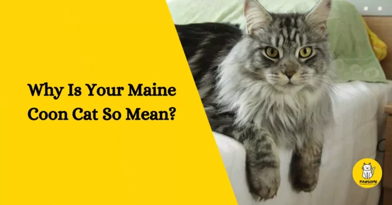 The Ultimate Guide – Why Is Your Maine Coon Cat So Mean?