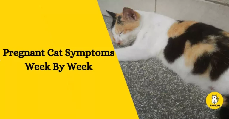 Pregnant Cat Symptoms Week By Week – The Ultimate Guide