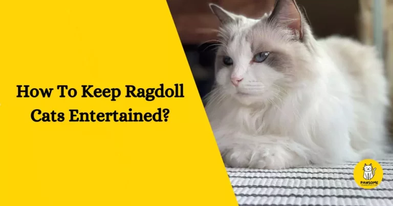 A Guide on How To Keep Ragdoll Cats Entertained?