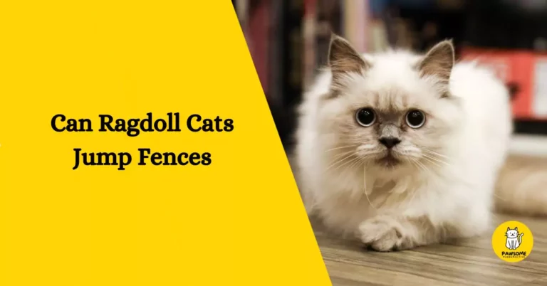 Can Ragdoll Cats Jump Fences – The Ultimate Guide