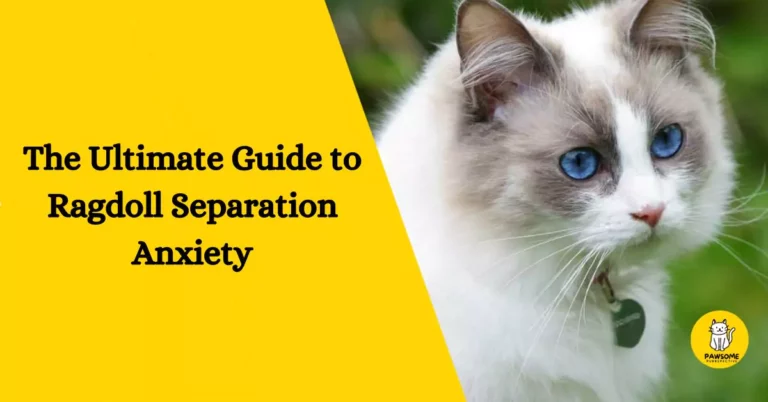 The Ultimate Guide to Ragdoll Separation Anxiety