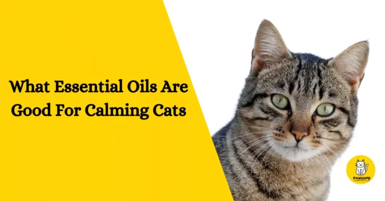 What Essential Oils Are Good For Calming Cats