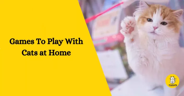 The Ultimate Guide to Games To Play With Cats at Home