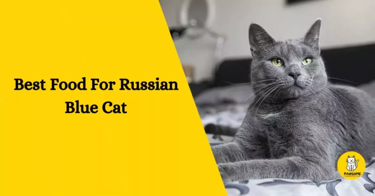 Best Food For Russian Blue Cat – The Ultimate Guide