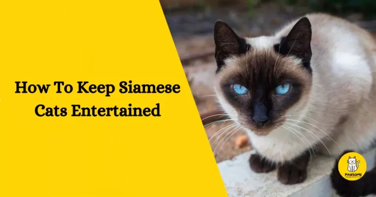 The Ultimate Guide on How To Keep Siamese Cats Entertained?