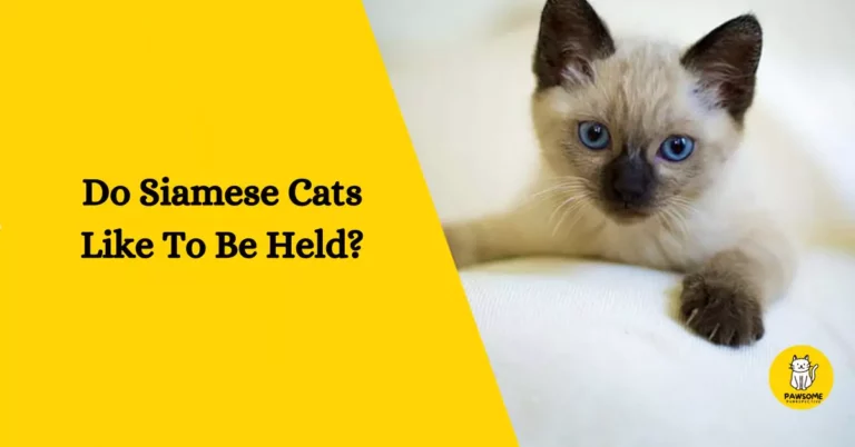 The Ultimate Guide – Do Siamese Cats Like To Be Held?
