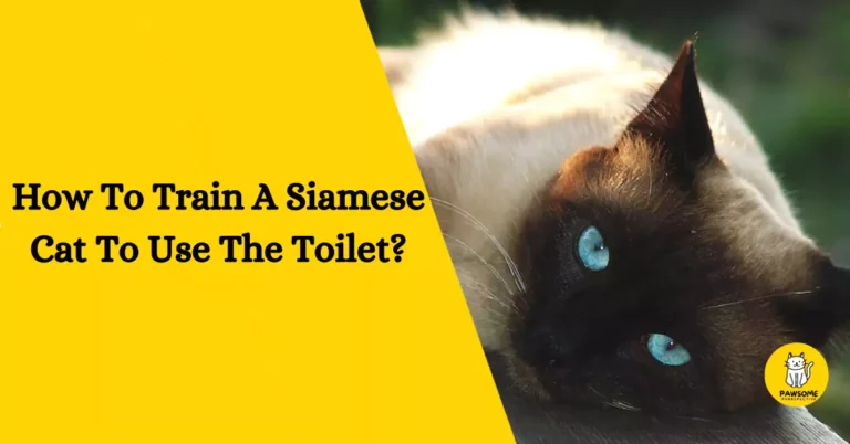 How To Train A Siamese Cat To Use The Toilet?