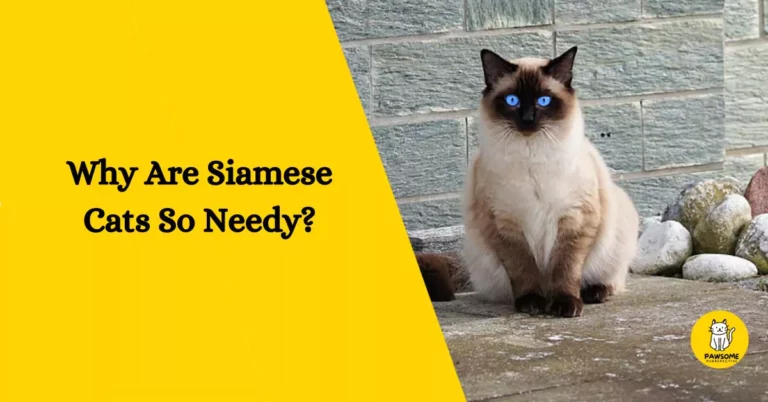 The Ultimate Guide – Why Are Siamese Cats So Needy?