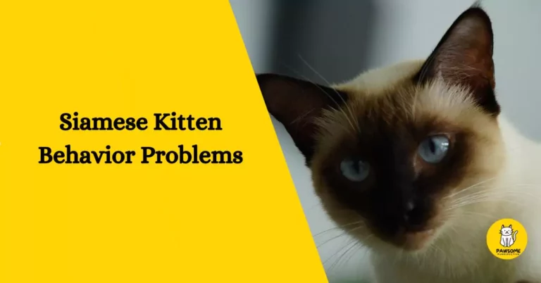 The Ultimate Guide to Siamese Kitten Behavior Problems