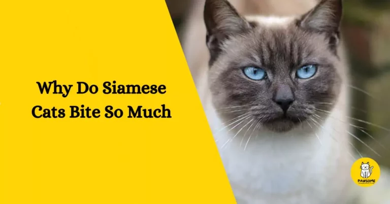 Why Do Siamese Cats Bite So Much – Everything You Need To Know