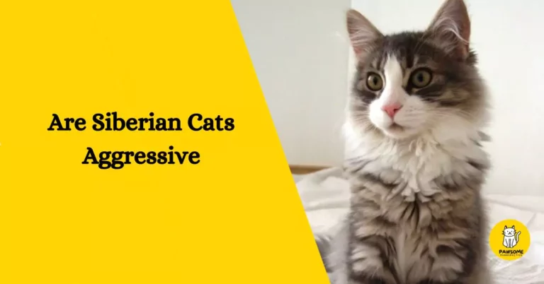 Are Siberian Cats Aggressive? – The Ultimate Guide