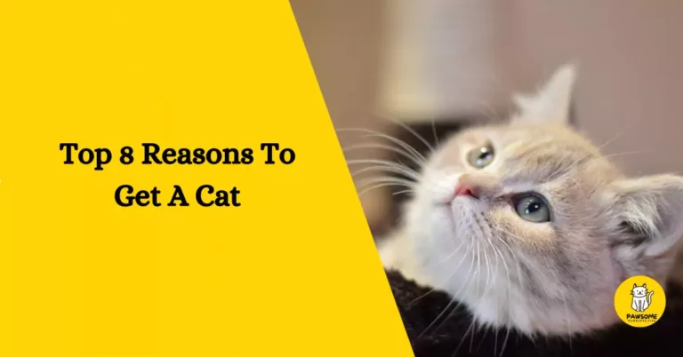 Top 8 Reasons To Get A Cat – The Ultimate List