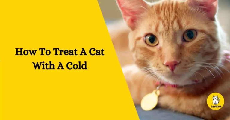 How To Treat A Cat With A Cold – The Ultimate Guide