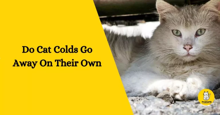 Do Cat Colds Go Away On Their Own – Everything You Need To Know