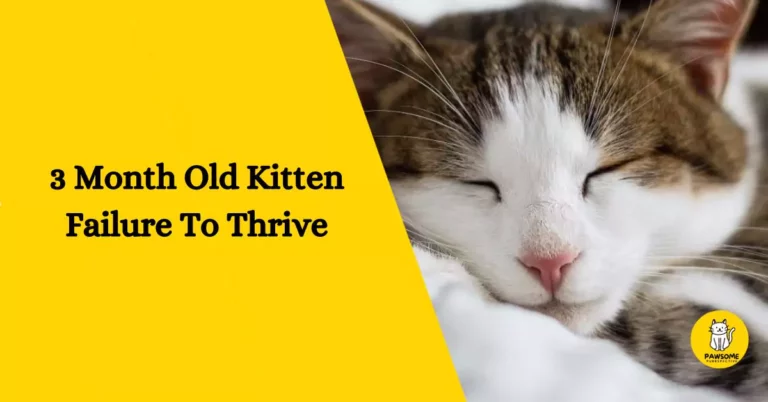 3 Month Old Kitten Failure To Thrive – The Ultimate Guide