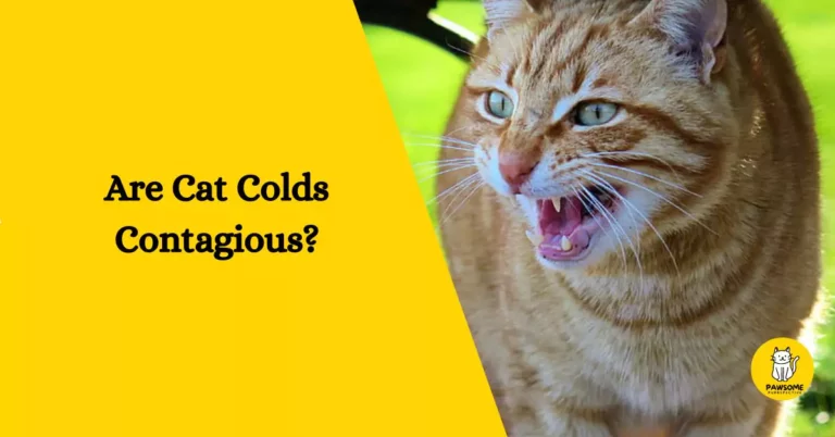 Are Cat Colds Contagious? – Everything You Need To Know