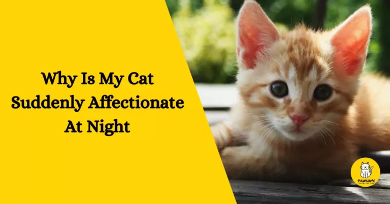 Why Is My Cat Suddenly Affectionate At Night?