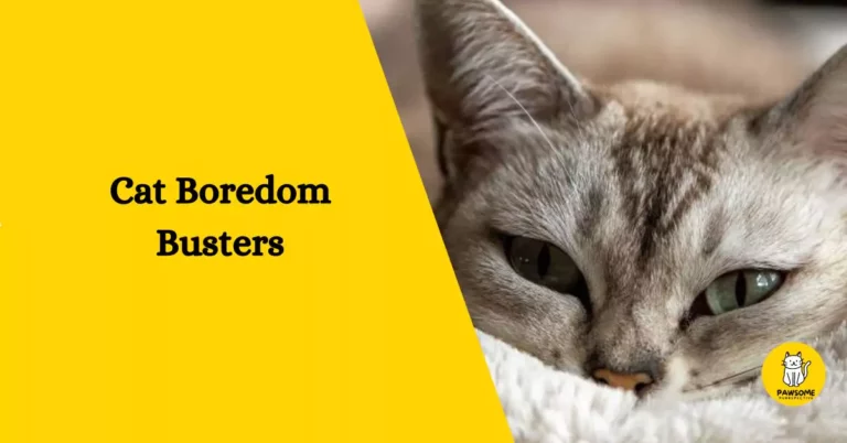 Cat Boredom Busters – Everything You Need To Know