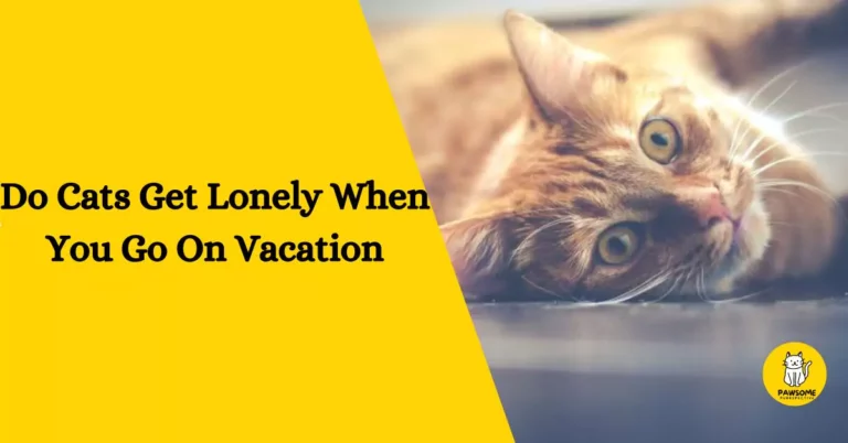 Do Cats Get Lonely When You Go On Vacation – The Ultimate Guide
