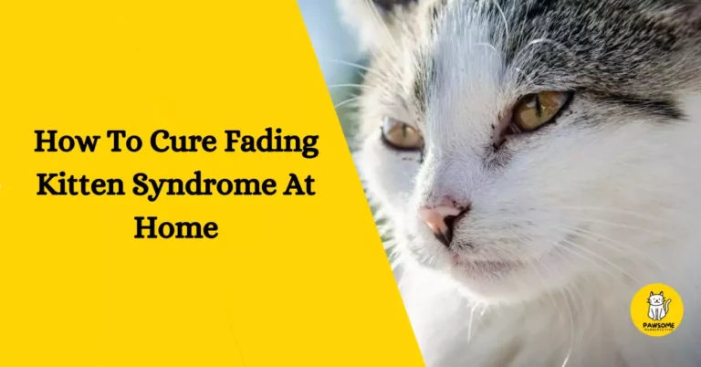 How To Cure Fading Kitten Syndrome At Home