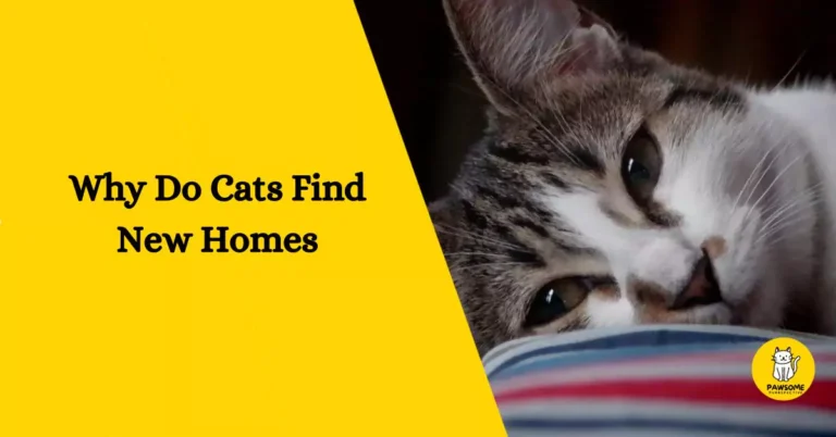 Why Do Cats Find New Homes?