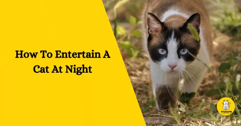 How To Entertain A Cat At Night