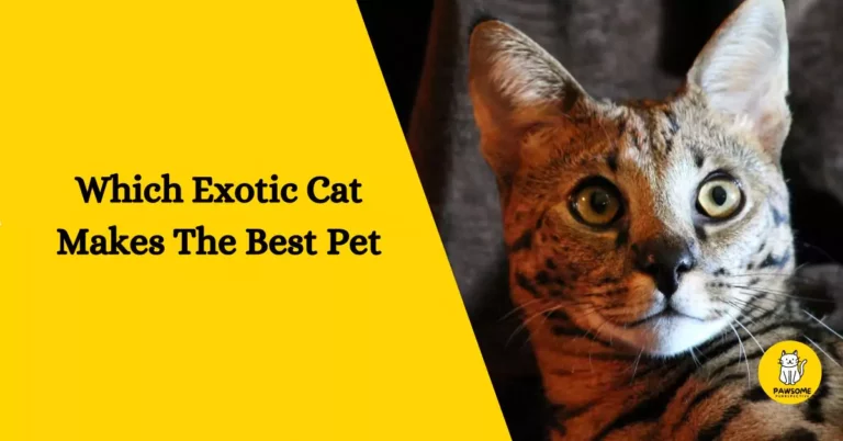 A Guide To Which Exotic Cat Makes The Best Pet?