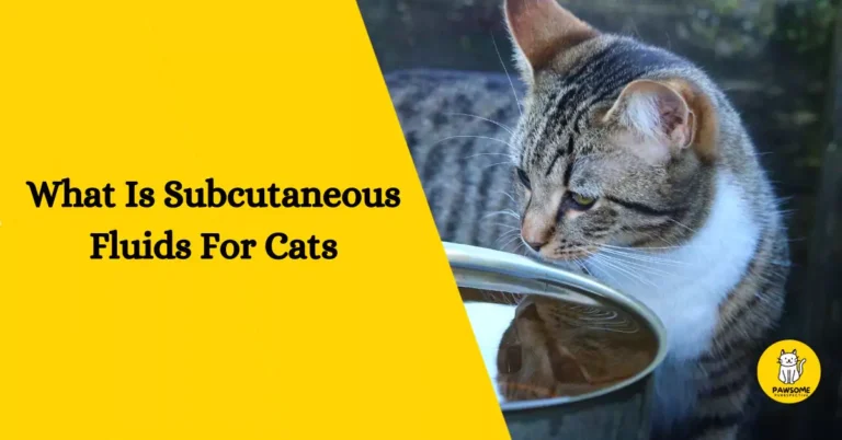 What Is Subcutaneous Fluids For Cats – The Ultimate Guide