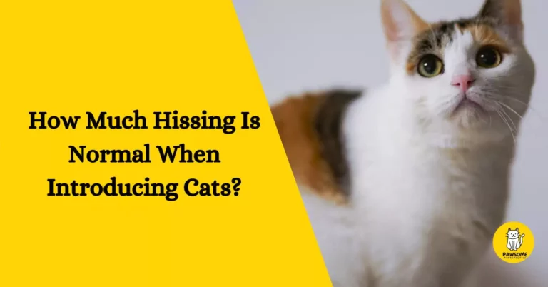 How Much Hissing Is Normal When Introducing Cats?