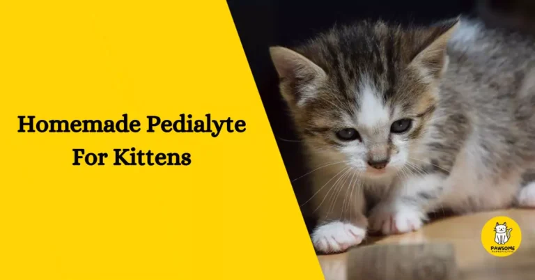 Homemade Pedialyte For Kittens – Everything You Need To Know