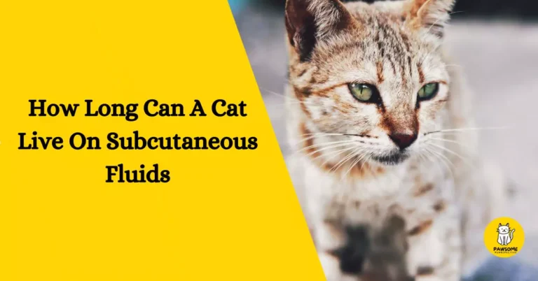 How Long Can A Cat Live On Subcutaneous Fluids – Everything You Need To Know