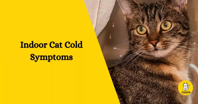 Indoor Cat Cold Symptoms – Everything You Need To Know