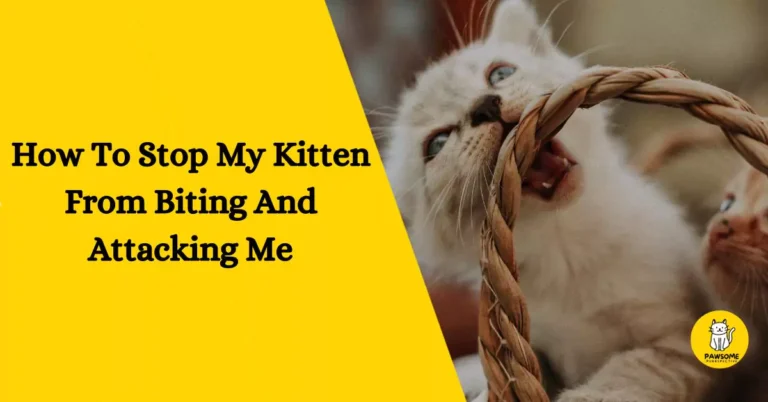 How To Stop My Kitten From Biting And Attacking Me
