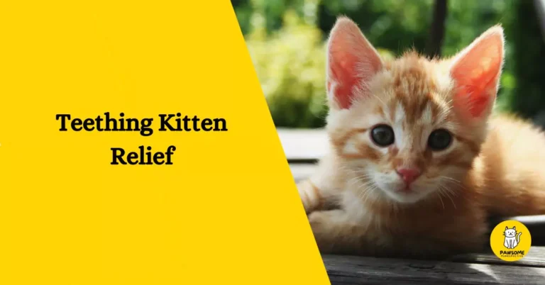 Teething Kitten Relief – Everything You Need To Know