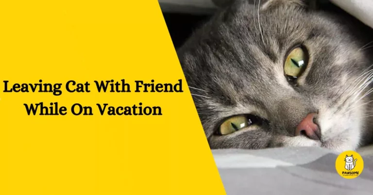 Leaving Cat With Friend While On Vacation – The Ultimate Guide